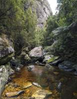 Livingston Rivulet, Tasmanian Wilderness World Heritage Area